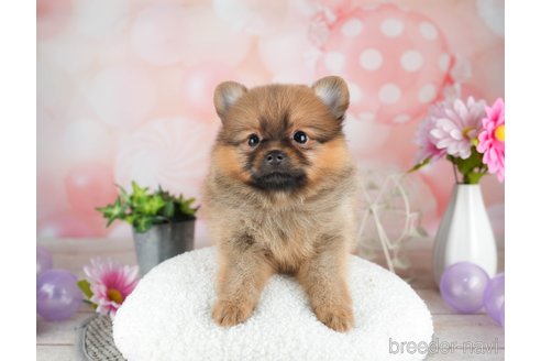 成約済の千葉県のポメラニアン-308617の2枚目