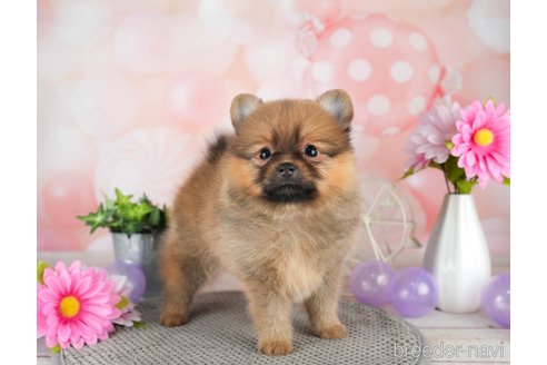 成約済の千葉県のポメラニアン-308617の3枚目