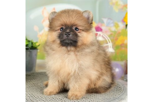 成約済の千葉県のポメラニアン-308618の2枚目