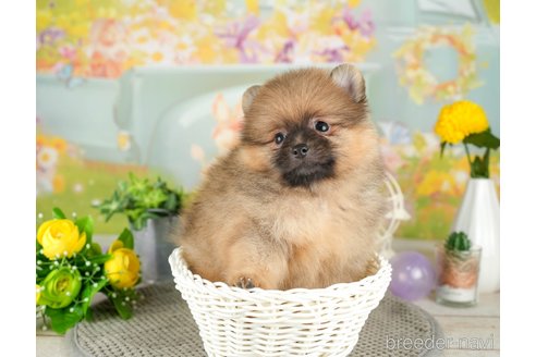 成約済の千葉県のポメラニアン-308618の3枚目