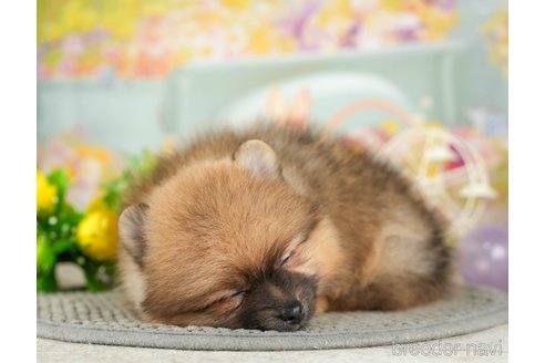 成約済の千葉県のポメラニアン-308618の5枚目