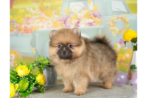 成約済の千葉県のポメラニアン-308618の4枚目