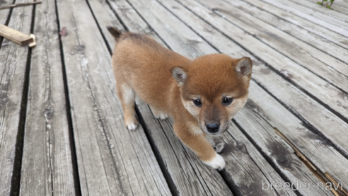 成約済の群馬県の柴犬-308621の2枚目