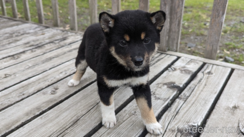 成約済の群馬県の柴犬-308622の1枚目