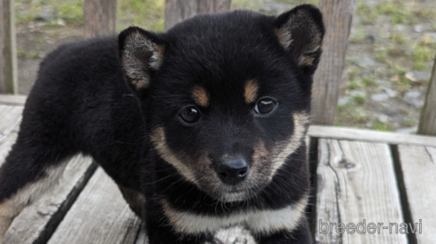 成約済の群馬県の柴犬-308622の2枚目