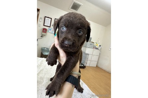 成約済の千葉県のラブラドールレトリーバー-308642の1枚目