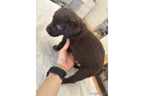 成約済の千葉県のラブラドールレトリーバー-308642の2枚目