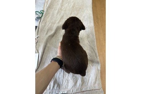 成約済の千葉県のラブラドールレトリーバー-308642の5枚目