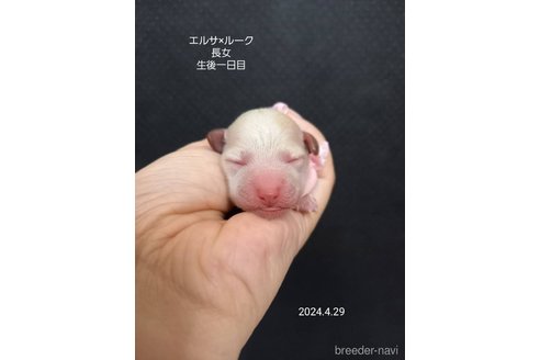 成約済の大阪府のタイニープードル-308552の17枚目