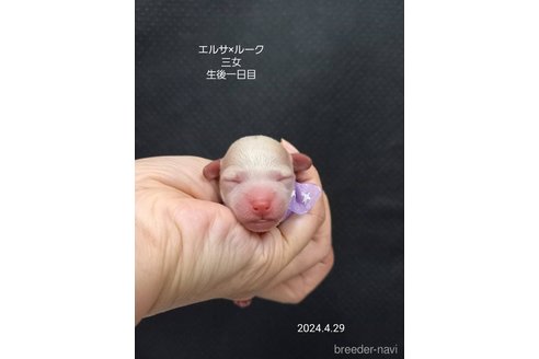 成約済の大阪府のタイニープードル-308556の11枚目