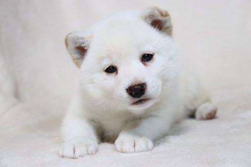 販売中の滋賀県の柴犬-304464の5枚目