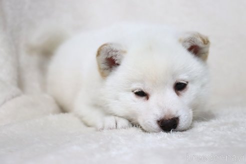 販売中の滋賀県の柴犬-304464の2枚目