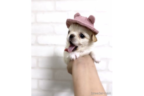 成約済の京都府のチワワ(ロングコート)-306603の2枚目