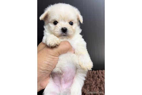 成約済の福岡県のチワマル:チワワ×マルチーズ-308715の6枚目