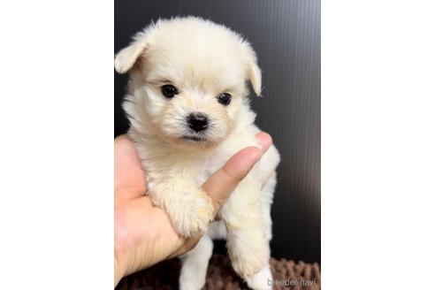 成約済の福岡県のチワマル:チワワ×マルチーズ-308715の7枚目