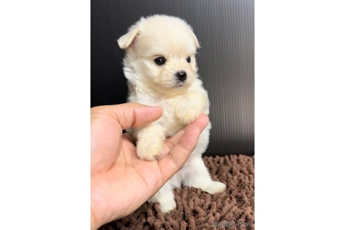 成約済の福岡県のチワマル:チワワ×マルチーズ-308715の8枚目