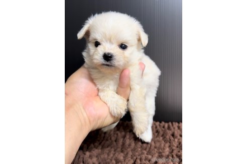 成約済の福岡県のチワマル:チワワ×マルチーズ-308715の9枚目