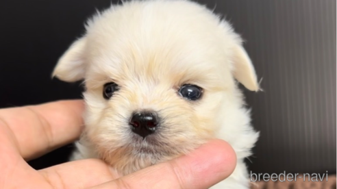 成約済の福岡県のチワマル:チワワ×マルチーズ-308715の5枚目