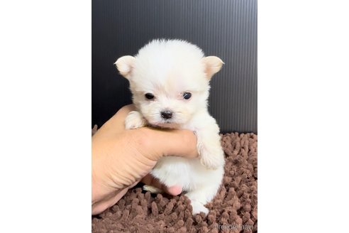 成約済の福岡県のチワマル:チワワ×マルチーズ-308721の2枚目