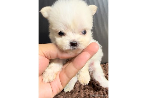 成約済の福岡県のチワマル:チワワ×マルチーズ-308721の3枚目