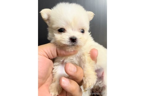 成約済の福岡県のチワマル:チワワ×マルチーズ-308721の4枚目