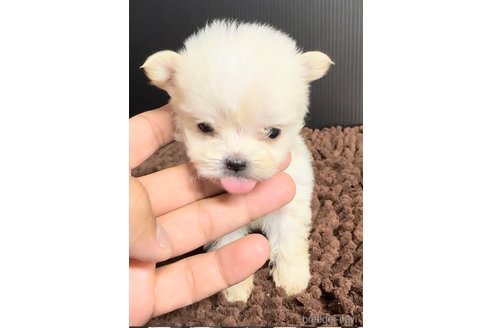 成約済の福岡県のチワマル:チワワ×マルチーズ-308721の5枚目