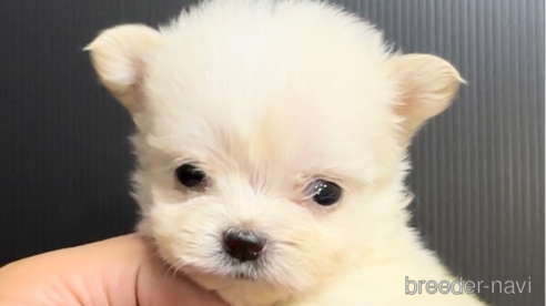 成約済の福岡県のチワマル:チワワ×マルチーズ-308721の1枚目