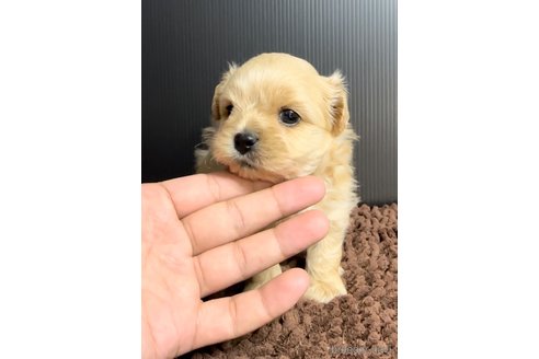 成約済の福岡県のミックス犬-308722の2枚目