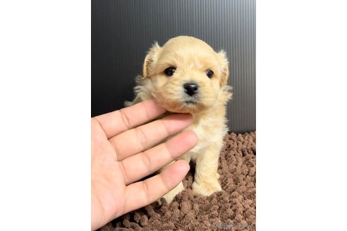 成約済の福岡県のミックス犬-308722の3枚目