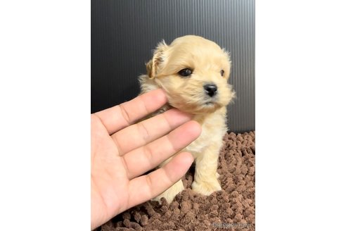 成約済の福岡県のミックス犬-308722の4枚目