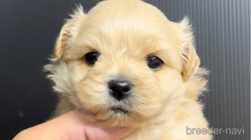 成約済の福岡県のミックス犬-308722の1枚目