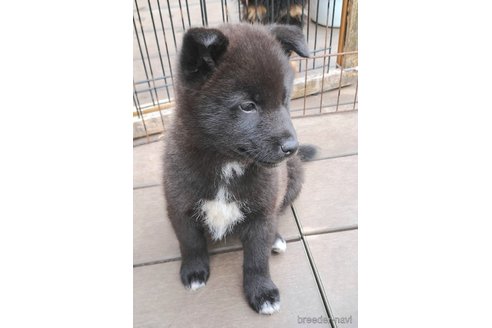 成約済の千葉県のミックス犬-305838の11枚目