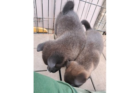成約済の千葉県のミックス犬-305838の9枚目