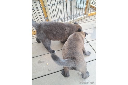成約済の千葉県のミックス犬-305838の8枚目