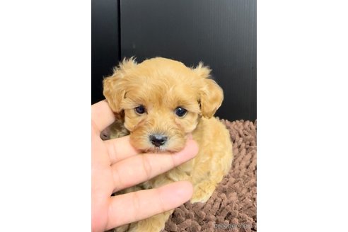 成約済の福岡県のマルプー:マルチーズ×トイプードル-308732の2枚目