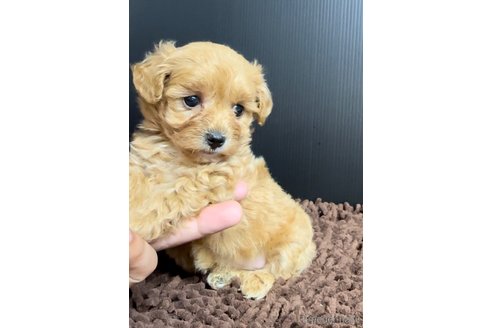 成約済の福岡県のマルプー:マルチーズ×トイプードル-308732の4枚目