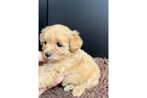 成約済の福岡県のマルプー:マルチーズ×トイプードル-308732の5枚目