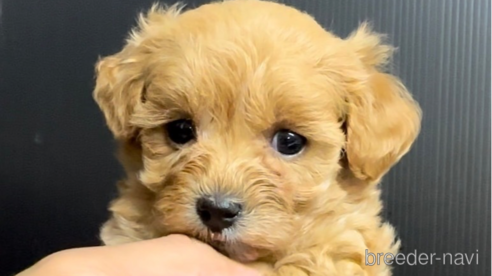 成約済の福岡県のマルプー:マルチーズ×トイプードル-308732