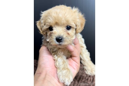 成約済の福岡県のマルプー:マルチーズ×トイプードル-308734の3枚目