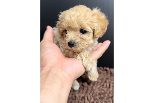 成約済の福岡県のマルプー:マルチーズ×トイプードル-308734の4枚目