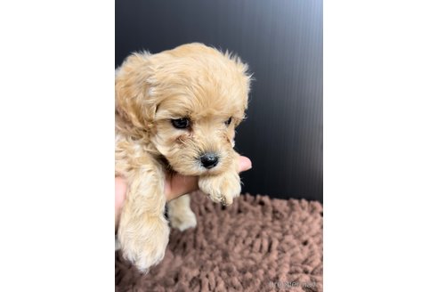 成約済の福岡県のマルプー:マルチーズ×トイプードル-308734の5枚目