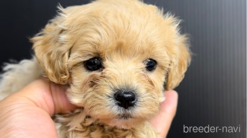 成約済の福岡県のマルプー:マルチーズ×トイプードル-308734の2枚目