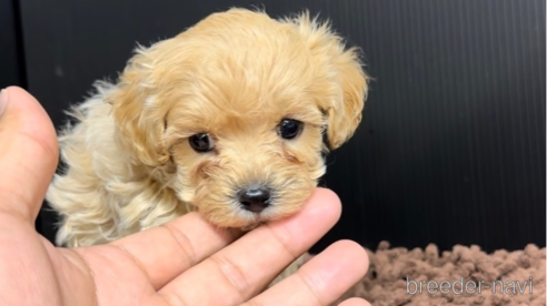 成約済の福岡県のマルプー:マルチーズ×トイプードル-308734の1枚目