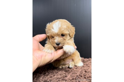 成約済の福岡県のマルプー:マルチーズ×トイプードル-308736の3枚目