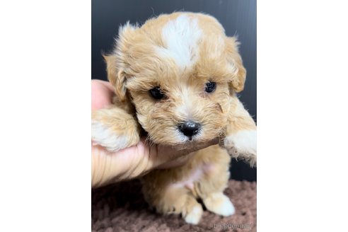 成約済の福岡県のマルプー:マルチーズ×トイプードル-308736の4枚目