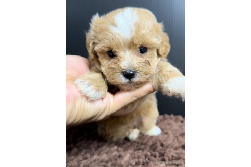 成約済の福岡県のマルプー:マルチーズ×トイプードル-308736の5枚目