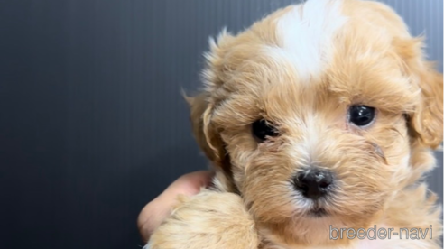 成約済の福岡県のマルプー:マルチーズ×トイプードル-308736の2枚目