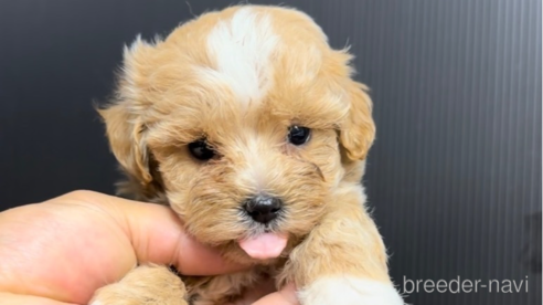 成約済の福岡県のマルプー:マルチーズ×トイプードル-308736の1枚目