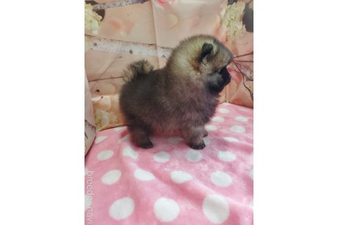 成約済の静岡県のポメラニアン-305340の3枚目