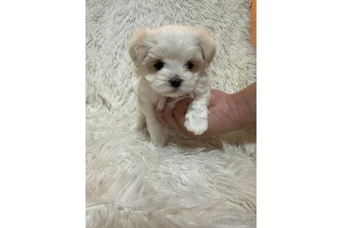 成約済の愛媛県のマルチーズ-308746の3枚目